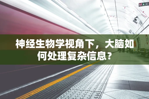 神经生物学视角下，大脑如何处理复杂信息？